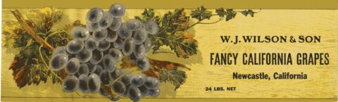 Fancy California Grapes